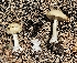 (Amanita sp. hallingiana nom prov - MO555133)  @11 [ ] CreativeCommons - Attribution Share-Alike (2024) Unspecified Arizona Mushroom Society