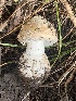  ( - MO561908)  @11 [ ] CreativeCommons - Attribution Share-Alike (2024) Unspecified Arizona Mushroom Society