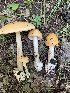  (Amanita barrowsii nom. prov - MO561941)  @11 [ ] CreativeCommons - Attribution Share-Alike (2024) Unspecified Arizona Mushroom Society