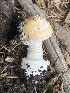  (Amanita tlaxcalipanthera nom. prov - MO563232)  @11 [ ] CreativeCommons - Attribution Share-Alike (2024) Unspecified Arizona Mushroom Society