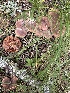  (Tricholoma imbricatum - MO558525)  @11 [ ] CreativeCommons - Attribution Share-Alike (2024) Unspecified Arizona Mushroom Society