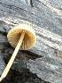  ( - MO551893)  @11 [ ] CreativeCommons - Attribution Share-Alike (2024) Unspecified Arizona Mushroom Society