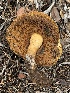  ( - MO563045)  @11 [ ] CreativeCommons - Attribution Share-Alike (2024) Unspecified Arizona Mushroom Society