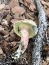  ( - MO561945)  @11 [ ] CreativeCommons - Attribution Share-Alike (2024) Unspecified Arizona Mushroom Society