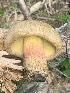  ( - MO563003)  @11 [ ] CreativeCommons - Attribution Share-Alike (2024) Unspecified Arizona Mushroom Society