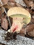  ( - MO563043)  @11 [ ] CreativeCommons - Attribution Share-Alike (2024) Unspecified Arizona Mushroom Society