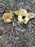  ( - MO553394)  @11 [ ] CreativeCommons - Attribution Share-Alike (2024) Unspecified Arizona Mushroom Society