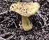  ( - MO561282)  @11 [ ] CreativeCommons - Attribution Share-Alike (2024) Unspecified Arizona Mushroom Society