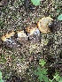  ( - MO553396)  @11 [ ] CreativeCommons - Attribution Share-Alike (2024) Unspecified Arizona Mushroom Society