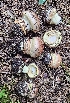  ( - MO561283)  @11 [ ] CreativeCommons - Attribution Share-Alike (2024) Unspecified Arizona Mushroom Society