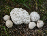  ( - MO570075)  @11 [ ] CreativeCommons - Attribution Share-Alike (2025) Unspecified Arizona Mushroom Society
