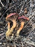  (Chroogomphus conacytiensis - MO561851)  @11 [ ] CreativeCommons - Attribution Share-Alike (2024) Unspecified Arizona Mushroom Society