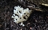  (Clavulina sphaeropedunculata - MO558932)  @11 [ ] CreativeCommons - Attribution Share-Alike (2024) Unspecified Arizona Mushroom Society
