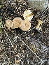  ( - MO551897)  @11 [ ] CreativeCommons - Attribution Share-Alike (2024) Unspecified Arizona Mushroom Society