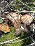  ( - MO552030)  @11 [ ] CreativeCommons - Attribution Share-Alike (2024) Unspecified Arizona Mushroom Society