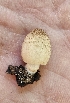  ( - MO558952)  @11 [ ] CreativeCommons - Attribution Share-Alike (2024) Unspecified Arizona Mushroom Society