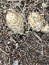 (Coprinus - MO555592)  @11 [ ] CreativeCommons - Attribution Share-Alike (2024) Unspecified Arizona Mushroom Society