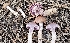  (Cortinarius anomalovernus - MO560245)  @11 [ ] CreativeCommons - Attribution Share-Alike (2024) Unspecified Arizona Mushroom Society