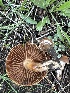  ( - MO555720)  @11 [ ] CreativeCommons - Attribution Share-Alike (2024) Unspecified Arizona Mushroom Society