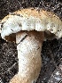  ( - MO558527)  @11 [ ] CreativeCommons - Attribution Share-Alike (2024) Unspecified Arizona Mushroom Society
