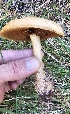  (Agrocybe sp. flexuosipes-KMF163 - MO561529)  @11 [ ] CreativeCommons - Attribution Share-Alike (2024) Unspecified Arizona Mushroom Society