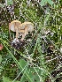  (Cystoderma pseudoamianthinum - MO568297)  @11 [ ] CreativeCommons - Attribution Share-Alike (2024) Unspecified Arizona Mushroom Society