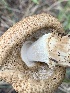  (Echinoderma cf. asperum - MO561879)  @11 [ ] CreativeCommons - Attribution Share-Alike (2024) Unspecified Arizona Mushroom Society