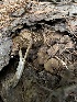 ( - MO553676)  @11 [ ] CreativeCommons - Attribution Share-Alike (2024) Unspecified Arizona Mushroom Society