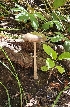  ( - MO561293)  @11 [ ] CreativeCommons - Attribution Share-Alike (2024) Unspecified Arizona Mushroom Society