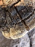  (Fomitiporia - MO517697)  @11 [ ] CreativeCommons - Attribution Share-Alike (2023) Unspecified Arizona Mushroom Society