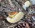  ( - MO555028)  @11 [ ] CreativeCommons - Attribution Share-Alike (2024) Unspecified Arizona Mushroom Society