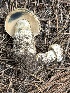  ( - MO558524)  @11 [ ] CreativeCommons - Attribution Share-Alike (2024) Unspecified Arizona Mushroom Society