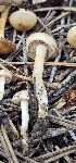  (Hebeloma sp. KMF124 - MO560248)  @11 [ ] CreativeCommons - Attribution Share-Alike (2024) Unspecified Arizona Mushroom Society