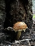  ( - MO558378)  @11 [ ] CreativeCommons - Attribution Share-Alike (2024) Unspecified Arizona Mushroom Society