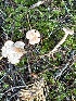  (Aphroditeola sp. TAC702 - MO556113)  @11 [ ] CreativeCommons - Attribution Share-Alike (2024) Unspecified Arizona Mushroom Society