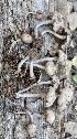  ( - MO561426)  @11 [ ] CreativeCommons - Attribution Share-Alike (2024) Unspecified Arizona Mushroom Society