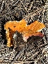  ( - MO555882)  @11 [ ] CreativeCommons - Attribution Share-Alike (2024) Unspecified Arizona Mushroom Society