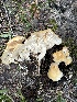  (Hypsizygus - MO555836)  @11 [ ] CreativeCommons - Attribution Share-Alike (2024) Unspecified Arizona Mushroom Society