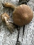  (Inocybe sp. TAC654 - MO551896)  @11 [ ] CreativeCommons - Attribution Share-Alike (2024) Unspecified Arizona Mushroom Society