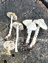  (Inocybe sambucella - MO555998)  @11 [ ] CreativeCommons - Attribution Share-Alike (2024) Unspecified Arizona Mushroom Society