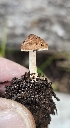  (Inocybe sp. DMF3 - MO558971)  @11 [ ] CreativeCommons - Attribution Share-Alike (2024) Unspecified Arizona Mushroom Society