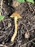 (Inocybe sp. BE93 - MO563068)  @11 [ ] CreativeCommons - Attribution Share-Alike (2024) Unspecified Arizona Mushroom Society