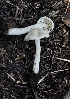  (Inocybe sambucella - MO561289)  @11 [ ] CreativeCommons - Attribution Share-Alike (2024) Unspecified Arizona Mushroom Society