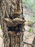  (Agaricomycetes - MO527994)  @11 [ ] CreativeCommons - Attribution Share-Alike (2023) Unspecified Arizona Mushroom Society