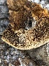  (Inocutis jamaicensis - MO537654)  @11 [ ] CreativeCommons - Attribution Share-Alike (2023) Unspecified Arizona Mushroom Society