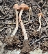 (Laccaria - MO561288)  @11 [ ] CreativeCommons - Attribution Share-Alike (2024) Unspecified Arizona Mushroom Society