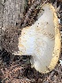  ( - MO563246)  @11 [ ] CreativeCommons - Attribution Share-Alike (2024) Unspecified Arizona Mushroom Society