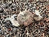  (Lactarius cf. deterrimus - MO530926)  @11 [ ] CreativeCommons - Attribution Share-Alike (2023) Unspecified Arizona Mushroom Society