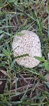  ( - MO555149)  @11 [ ] CreativeCommons - Attribution Share-Alike (2024) Unspecified Arizona Mushroom Society