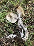  ( - MO563249)  @11 [ ] CreativeCommons - Attribution Share-Alike (2024) Unspecified Arizona Mushroom Society